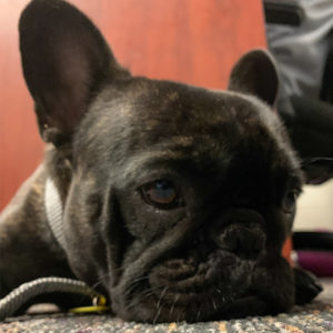 Lola Headshot | official West Coast Mortgage Mascot Lola Headshot | official West Coast Mortgage Mascot